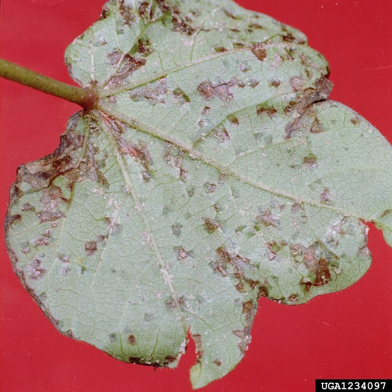 Ascoquitose (Ascochyta sp)